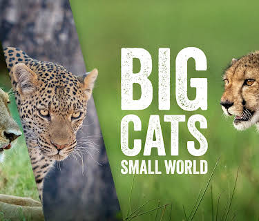 Big Cats, Small World, Season 1