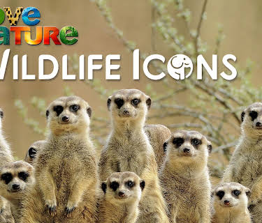 Wildlife Icons
