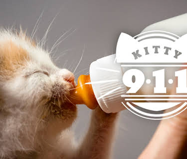 Kitty 911