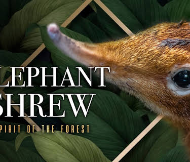 Elephant Shrew Spirit Of The Forest (2021)