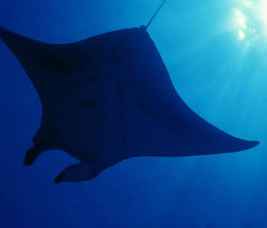 Blue Planet