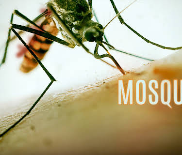 Mosquito Season 1