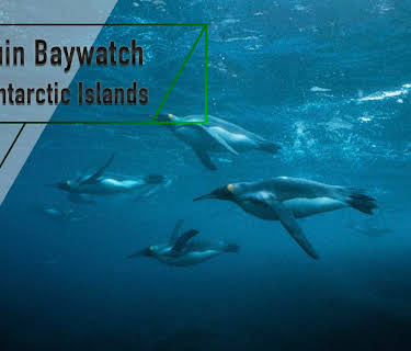 Penguin Baywatch - Sub-Antarctic Islands (2005)