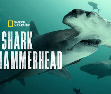 Bull Shark vs. Hammerhead (2023)
