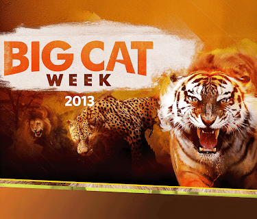 Big Cat Week 2013  Season 1