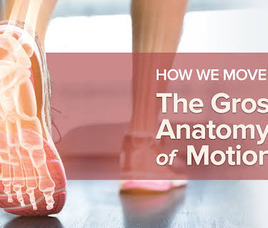 How We Move: The Gross Anatomy of Motion