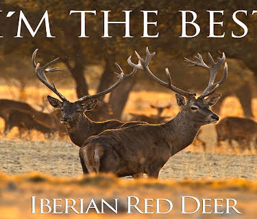 I'm the Best Iberian Red Deer (2018)