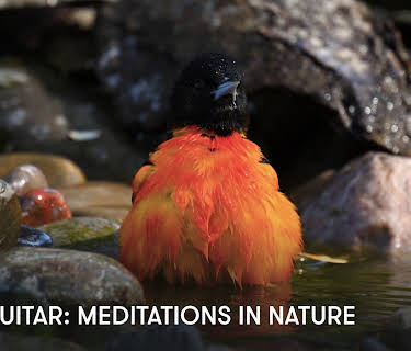 Zen Guitar: Meditations in Nature (2025)