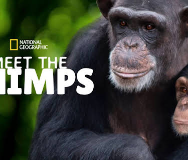 Meet The Chimps