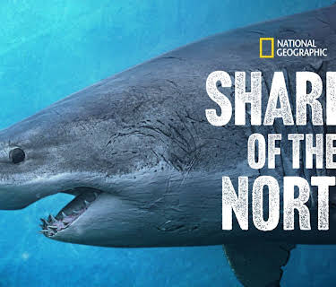 Sharks of the North (2025)