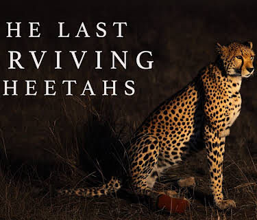The Last Surviving Cheetahs (2024)