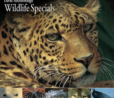 David Attenborough Wildlife Specials