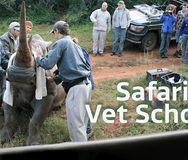 Safari Vet School
