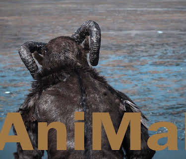 Animal (2017)