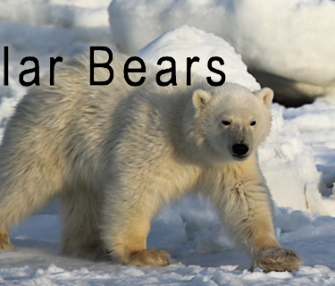 Polar Bears (2016)