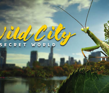 Wild City - Secret World (2019)