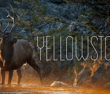 Yellowstone