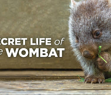 Secret Life Of The Wombat