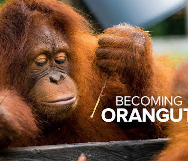 Becoming Orangutan S1