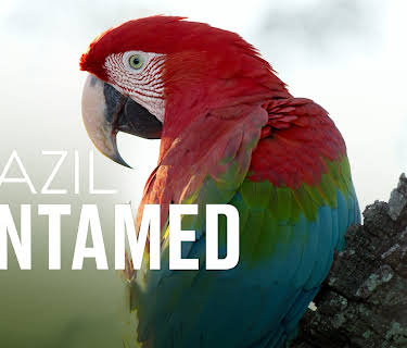 Brazil Untamed