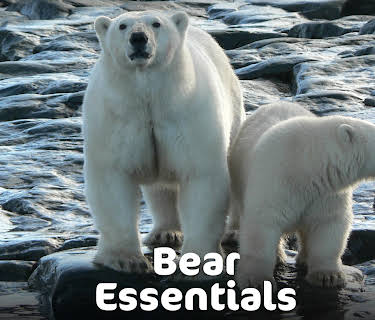 Bear Essentials (2015)
