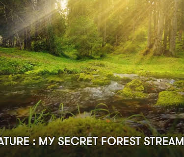 Zen Nature : My Secret Forest Stream (2023)