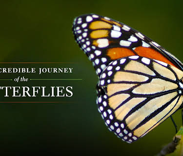 The Incredible Journey of the Butterflies (1974)
