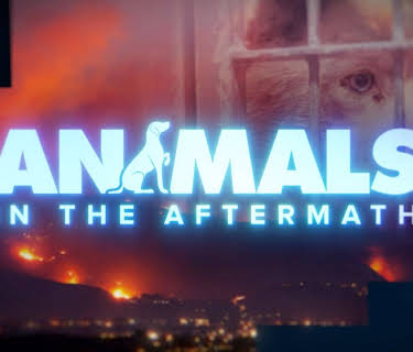 Animals in the Aftermath (2025)