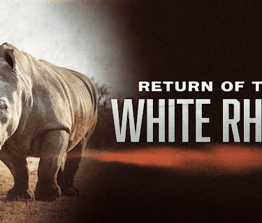 Return of the White Rhino (2009)