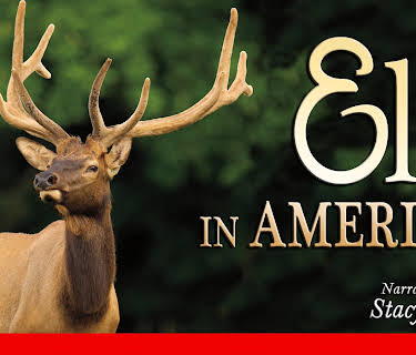 Elk in America (2012)