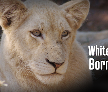 White Lions: Born Wild | S1