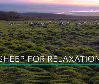 30 Minutes of Sheep for Relaxation
