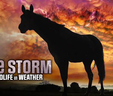 The Storm: Wildlife in Wild Weather (2025)