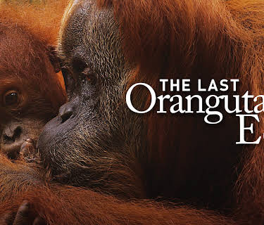 The Last Orangutan Eden
