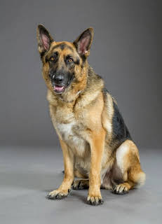 Ace