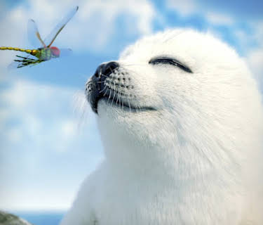 The Secret Life of Seals (2022)