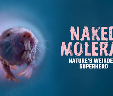 Naked Mole-Rat - Nature's Weirdest Superhero (2018)