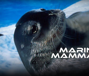 Marine Mammals