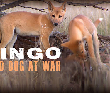 Dingo - Wild Dog at War (2013)