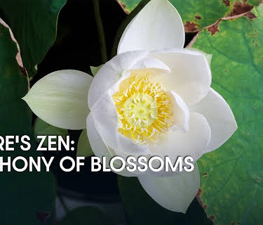 Nature's Zen: Symphony of Blossoms (2024)