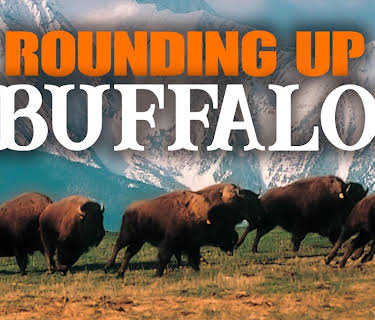 Rounding Up Buffalo (2008)