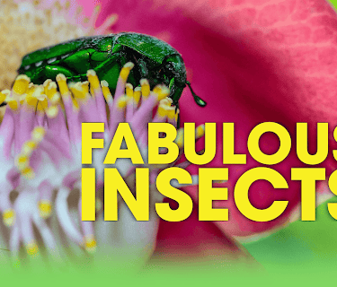 Fabulous Insects