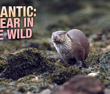 Atlantic: A Year in the Wild