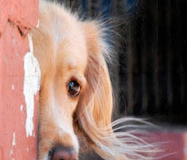 Hero Dog (2014)