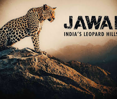 Jawai: India's Leopard Hills
