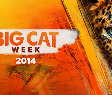 Big Cat Week 2014 Season 1