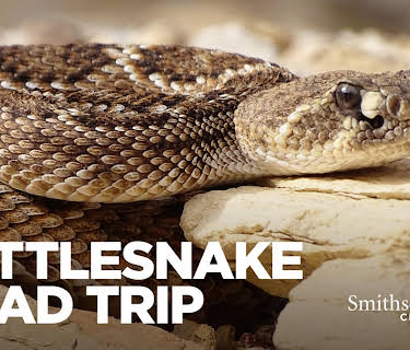 Rattlesnake Road Trip