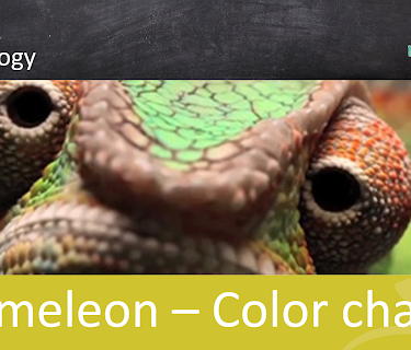 Chameleon - Color change - School Movie on Biology