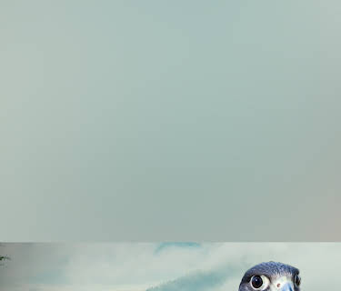 Peregrine Falcon: Lord of the Skies (2020)