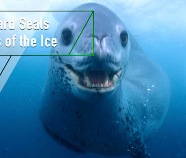 Leopard Seals - Lords of the Ice (2010)